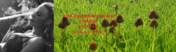 гашиш Богданович