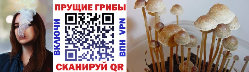 закладки  Короча  Псилоцибиновые грибы Psilocybe 